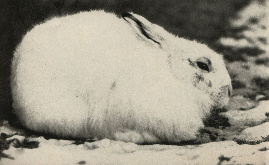 - (Lepus timidus)