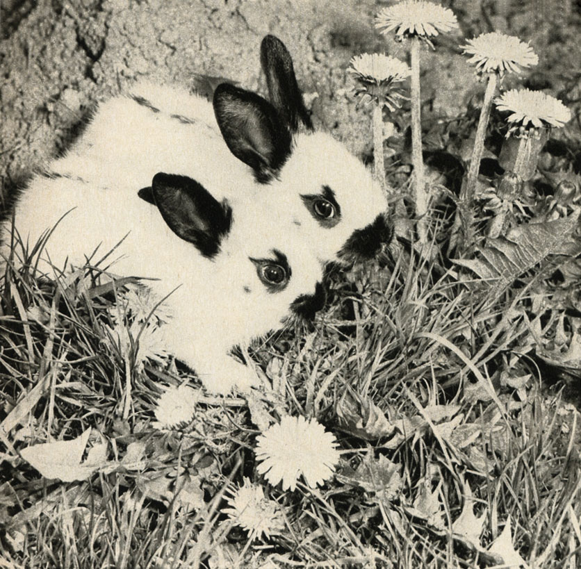   (Oryctolagus cuniculus)