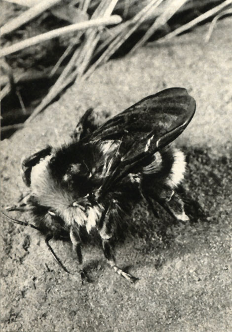  (,  )   (Bombus terrestris)  
