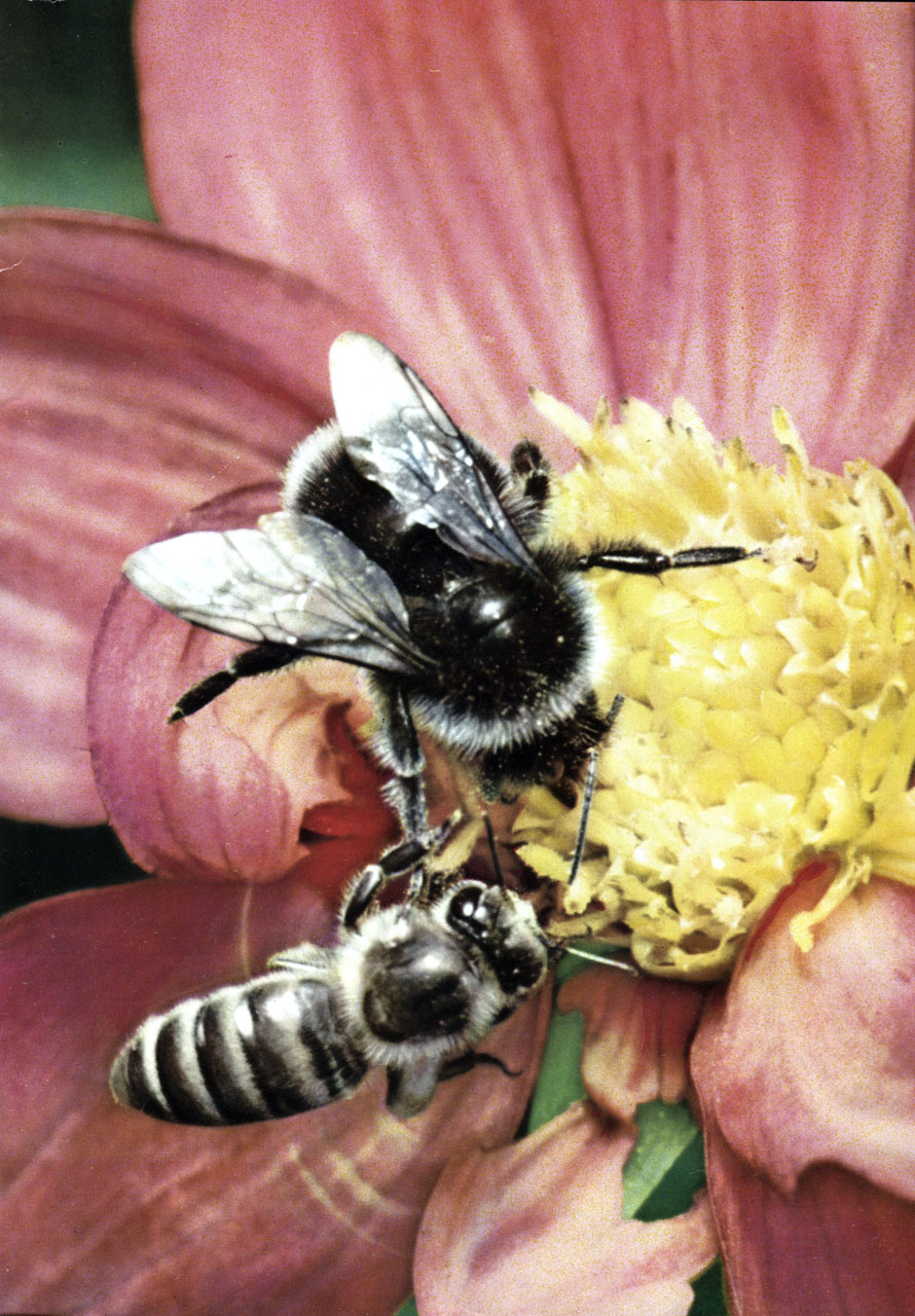   (Apis mellifera)    (Bombus terrestris)    (4- )