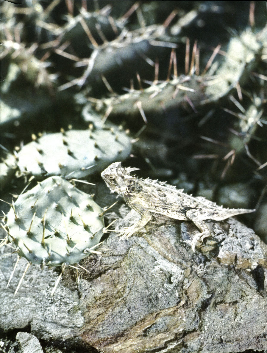 ,    (Phrynosoma cornutum)    (  1/3)