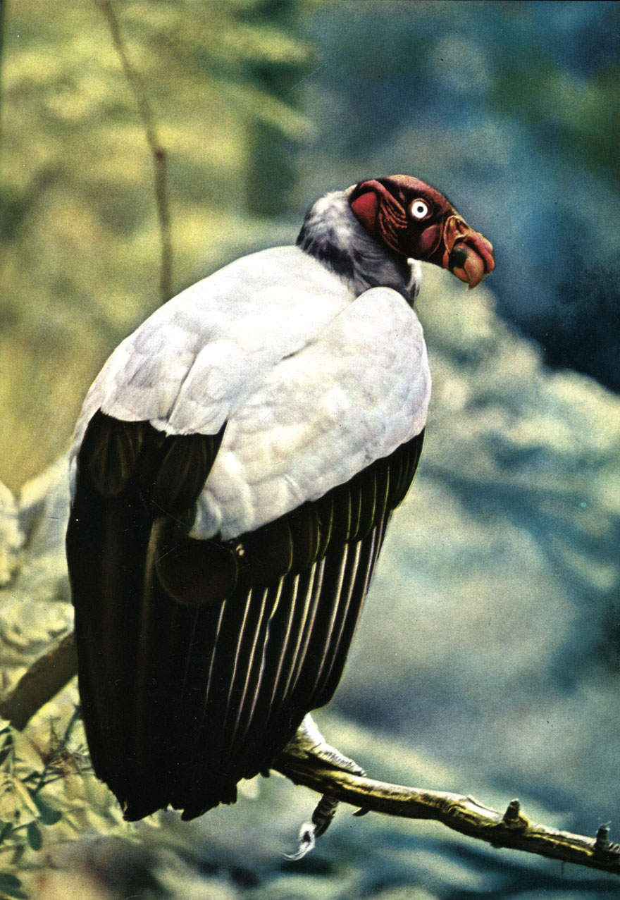   (Sarcoramphus papa)    ( )