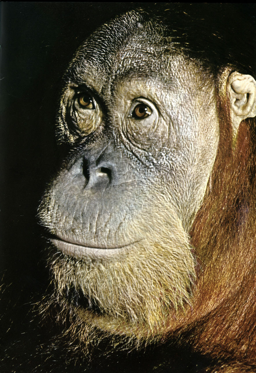   (Pong pygmaeus)