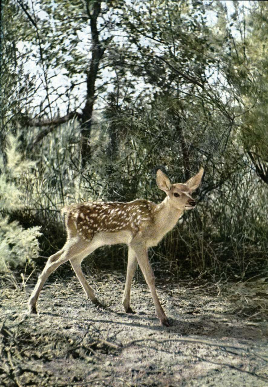    (Cervus elaphus bactrianus).     -   ' ' ()
