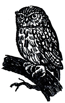 ���������� ���