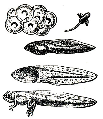 �������� �������