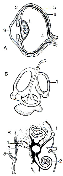 . 3.    : .  : 1 - ; 2 - ; 3 - ; 4 - ; 5 -  ; 6 -  . .   : 1 -  . .   : 1 -  ; 2 - ; 3 -  ; 4 -  ; 5 -  