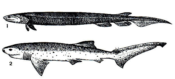 . 16.   (Chlamydoselachus anguineus) - 1   (Heptranchias) - 2