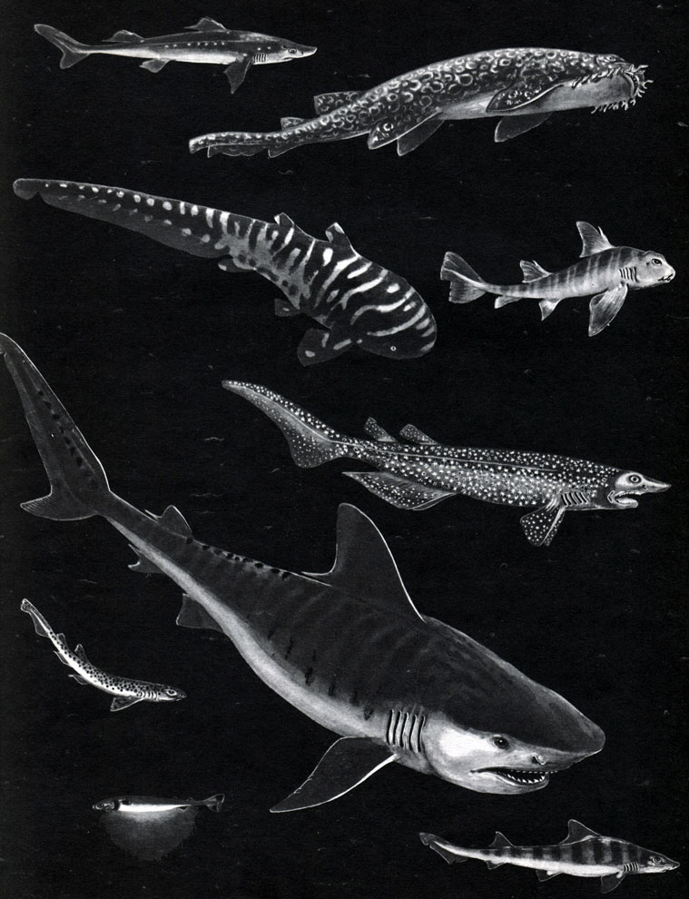  1. : 1 -  (Squalus acanthias); 2 -  (Orectolobus barbatus); 3 -  (Stegostoma tigrinum); 4 -  (Heterodontus japonicus); 5 -  (Echinorhinus brucus); 6 -  (Galeocerdo cuvieri); 7 -  (Scyliorhinus canicula); 8 -   (Triakis scyllium); 9 -  (Isistius brasiliensis)