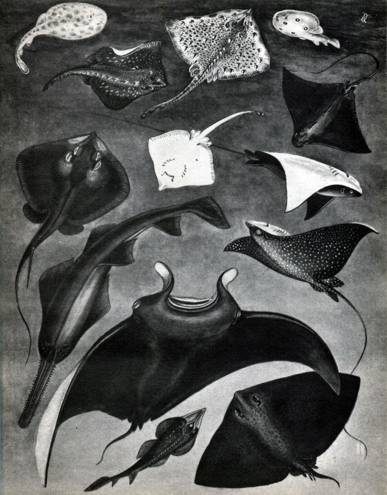  2. : 1 -  - (Gymnura japonica); 2 -   (Rhinobatos perceli); 3 - -,   (Manta birostris); 4 - - (Rhinoptera bonasus); 5	 - - (Pristis pectinatus); 6 -   (Aetobatus narinari); 7, 12 -   (Raja radiata):     ; 8 - ,    (Dasyatis pastinaca); 9 - - (Myliobatis aquila); 10 -    (Torpedo marmorata); 11 -   (Raja clavata); 13 -    (Benthobatis narcida)