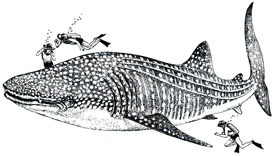 . 17.   (Rhincodon typus)