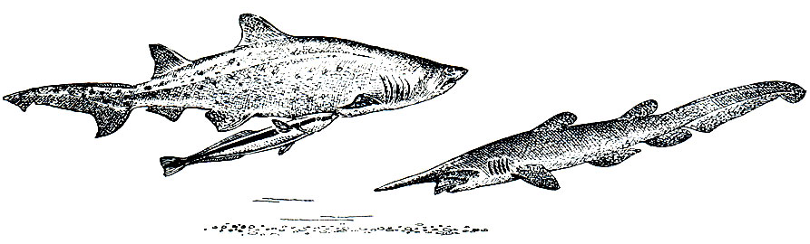 . 18.  :  -  (Carcharias tanrus),  -  (Scapanorhynchus owstoni)