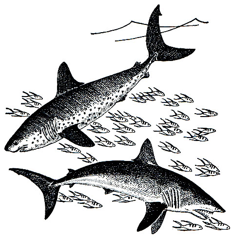 . 20. ,   ,  (Lamna nasus) -    ,  ,  (Lamna ditropis) - 