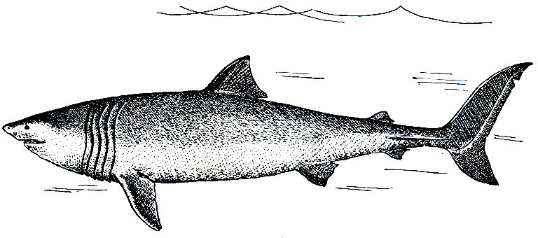 . 21.   (Cetorhinus maximus)