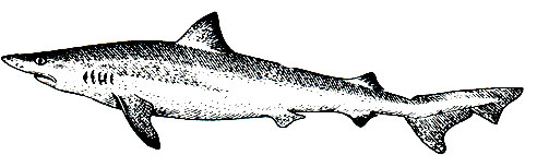 . 23.   (Galeorhinus zyopterus)