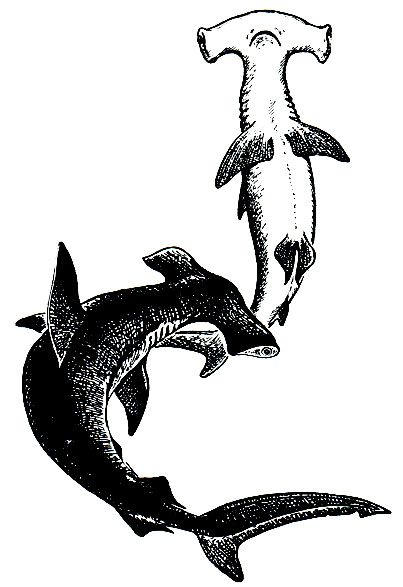 . 24.  - (Sphyrna zygaena)