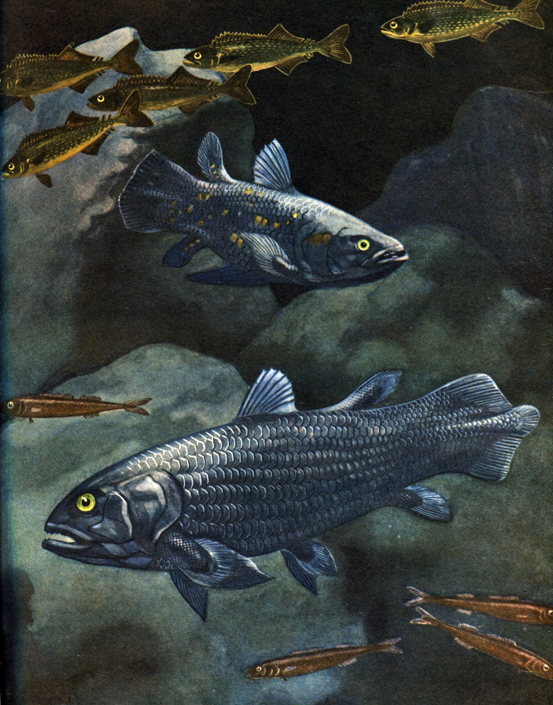  3. 1-2 -  (Latimeria chalumnae); 3  4 -  (Tetragonurus cuvieri)   (Ruvettus pretiosus) -  ,     