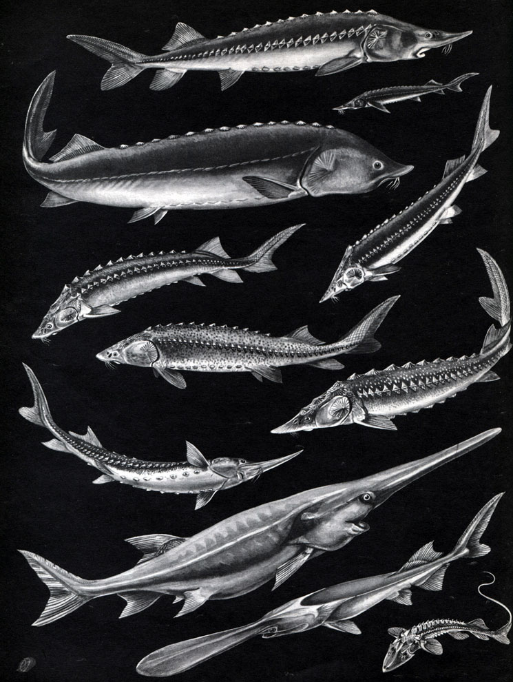  4. : 1 -  (Huso dauricus); 2 -  (Huso huso); 3 -  (Acipenser ruthenus); 4 -   (A. giildenstadti); 5 -  (A. nudiventris); 6 -   (A. baeri); 7	-   (A. sturio); 8 -  (A. stellatus); 9 -  (Psephurus gladius); 10 -  (Polyodon spatula); 11 -    (Pseudoscaphirhynchus kaufmanni)