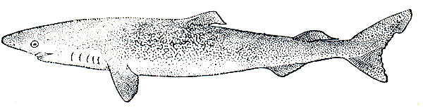 . 26.  (Somniosus microcephalus)
