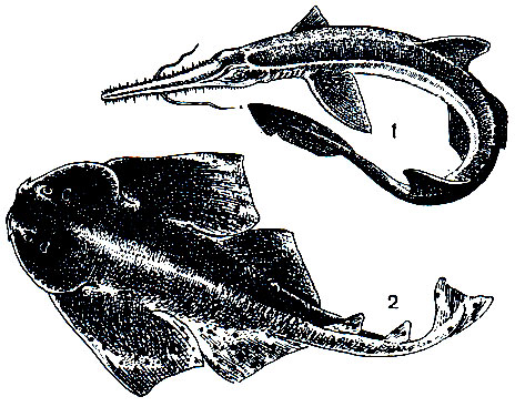 . 27. - (Pristiophorus japonicus) - 1    (Squatina squatina) - 2