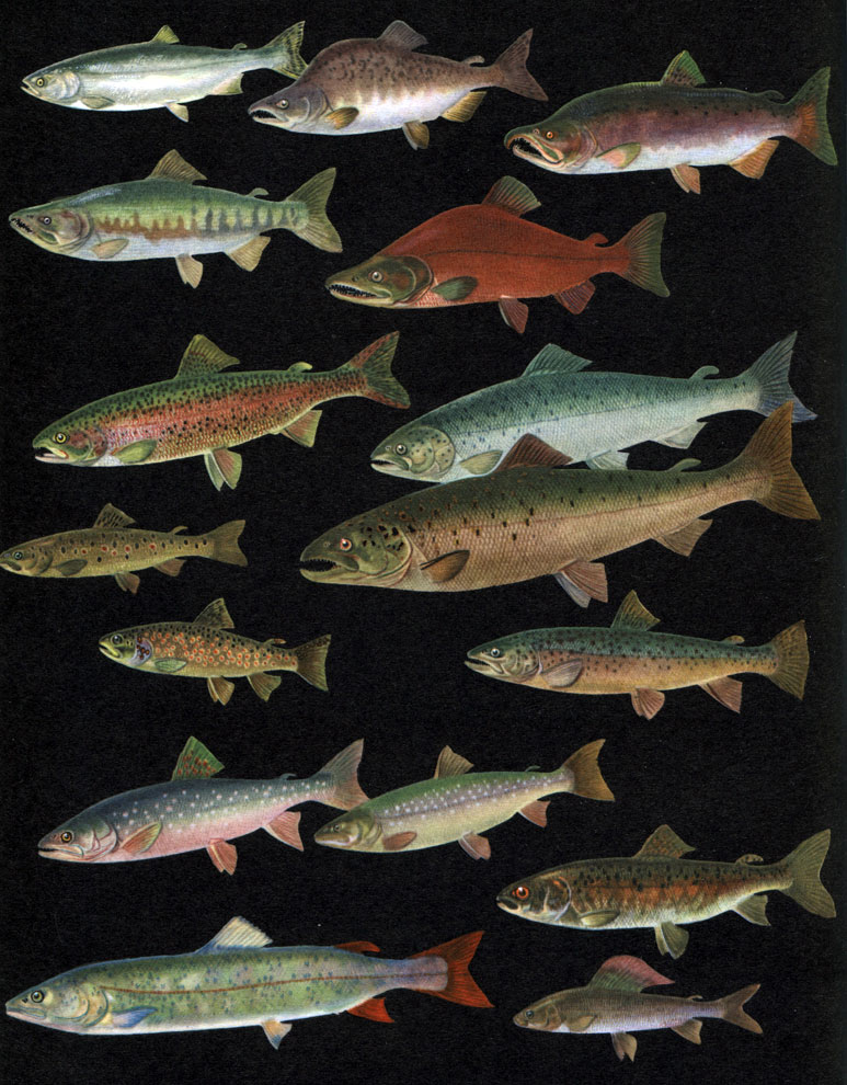  6. : 1 -  ,  (Oncorhynchus gorbuscha); 2 - ,    ; 3 -  (. kisutsch),    ; 4 -  (. keta),    ; 5	- ,   (. nerka),    ; 6 -   (Salmo irideus); 7  10 -   (S. trutta m. Fario); 8 - ,    (S. salar), ; 9 - ,    ; 11	-  (S. trutta); 12 -  (Salvelinus lepechini); 13 -   (Salvelinus salvelinus); 14 -  (Hucho taimen); 15 -  (Brachymystax lenok); 16 -   (Thymallus thymallus)