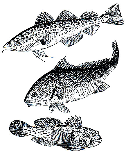 . 31.    ( ):  (Gadus morrhua),  (Sciaena cirrosa), - (Gobius melanostomus)