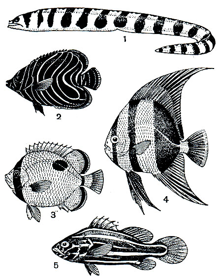 . 33.     : 1 -  (Gymnothorax petelli); 2 -  (lacanthus semicirculatus); 3 -  (Chaetodon unimaculatus); 4 -  (Platax orbicularis); 5 -  (Grammistes sexlineatus)