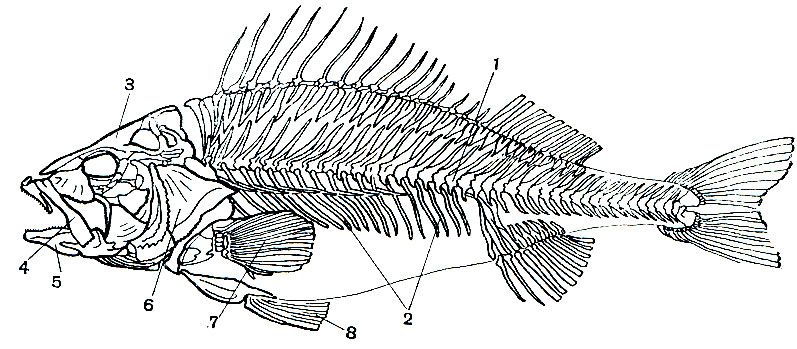 . 34.  : 1 - ; 2 - ; 3 -  ; 4 -  ; 5 -  ; 6 -   ; 7 -   ; 8 -   