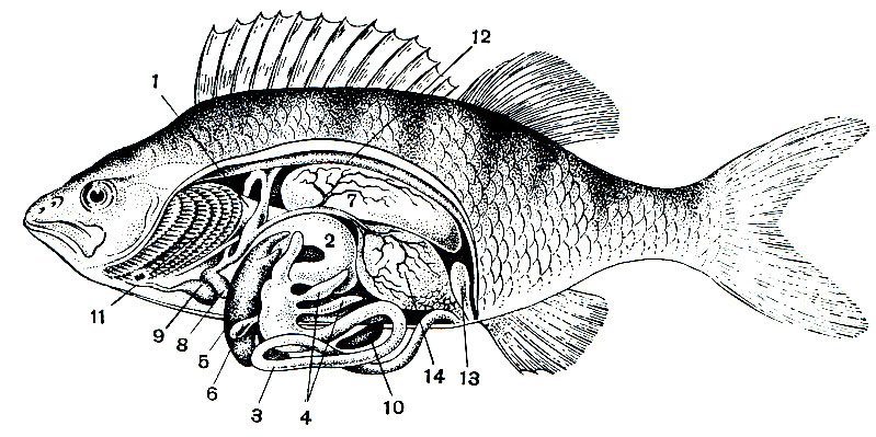 . 35.   : 1 - ; 2 - ; 3 - ; 4 -  ; 5 - ; 6 -  ; 7 -  ; 8 -   9 -  ; 10 - ; 11 - ; 12 - ; 13 -  ; 14 - 