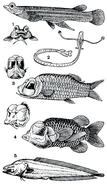 . 37.      : 1 -  (Anableps tetraphthalmus); 2 -     (Idiacanthus fasciola); 3 -  (Opistoproctus soleatus); 4 -  (Macropinna microstoma); 5 -     (Lucifuga subterranea)