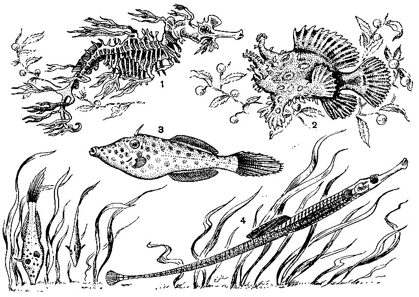 . 39.  : 1 -  - (Phyllopteryx eques); 2 - - (Histrio histrio); 3 -  (Aluthera scripta); 4 -   (Syngnathus acus)