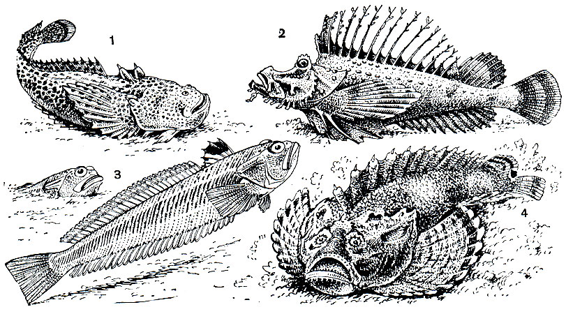. 44.  : 1 - -  (Thalassophryne reticulata); 2 -   (Inimicus japonicus); 3 -  (Trachinus draco); 4 -  (Synanceia verrucosa)
