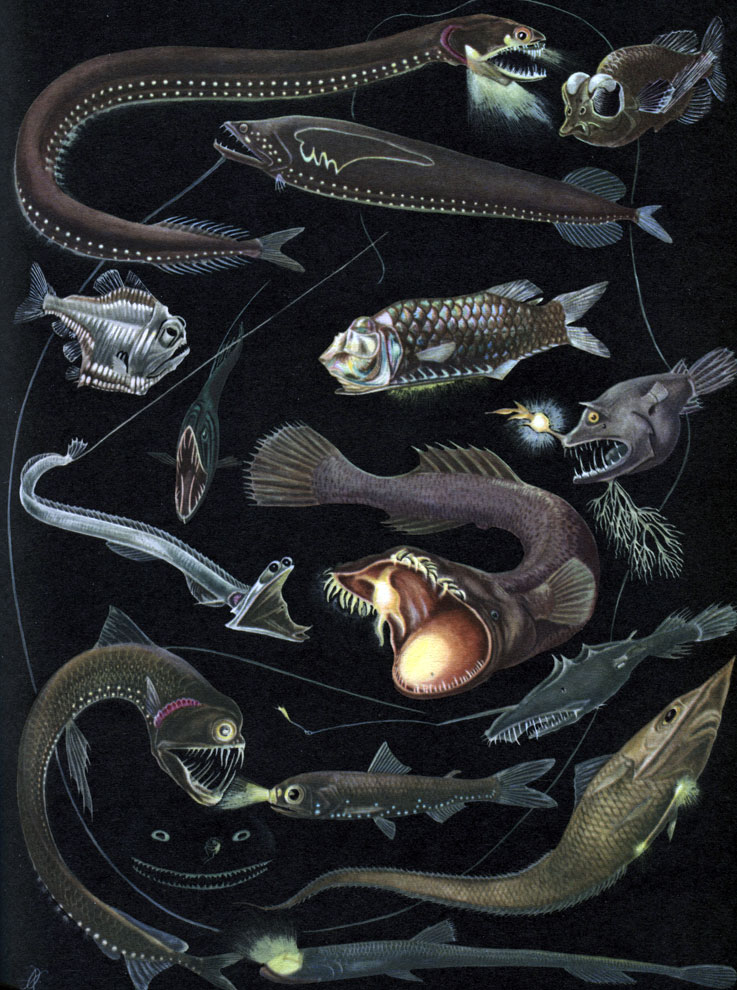  7.  : 1	-  (Tactostoma macropus); 2 -  (Macropinna microstoma); 3 -  (Grammatostomias flagellibarba); 4 -  (Argyropelecus aculeatus); 5 -  (Opisthoproctus soleatus); 6 -  (Chauliodus sloanei),  ; 7 -  (Stylophorus chordatus); 8 -  (Galatheathauma axeli); 9 -  (Linophryne arborifera); 10 -  (Chauliodus sloanei); 11 -  (Dolopichthys sp.); 12 -  (Diaphus antellatus); 13 -  (Lasiognathus saccostoma); 14	-  (Coelorhynchus sp.); 15	-  (Ipnops sp)