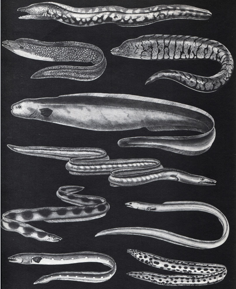  8.   : 1 -   (Muraena helena); 2 -  Muraena retifera; 3	-  Gymnothorax berndti; 4 -  ,   (Simenchelys parasiticus); 5 -   (Muraenesox ferox); 6 -   Pisodonophis semicinctus; 7 -   P. Cruentifer; 8	-    (Ophichthys ocellatus); 9	-    (Myrichthys pantostigmus)