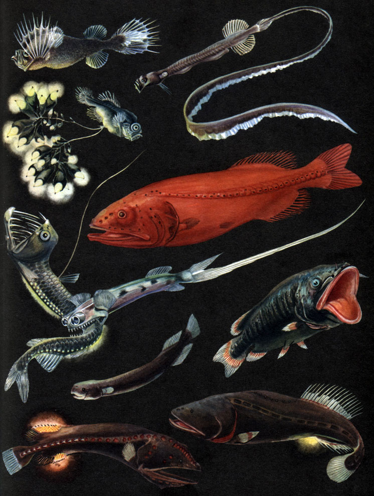  9. : 1 -  (Mirapinna esau); 2 -  (Kasidoron edom); 3 -  (Eutaeniophorus festivus); 4 -  (Barbourisia rufa); 5 -  (Gigantura chuni); 6 -  (Vitiaziella cubiceps); 7 -  (Rondeletia bicolor); 8 -  (Ditropichthys storeri); 9 -  (Cetomimus cranei)