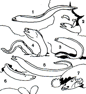  10. : 1 -  Gymnothorax petelli; 2 -  Gymnothorax eurostis   Labroides phthirophagus,    ; 3 -  Lycodontis favagineus; 4	-  Gymnothorax funebris; 5 -   (Muraena helena); 6 -  Echidna nebulosa; 7 -  Gymnothorax mordax  -