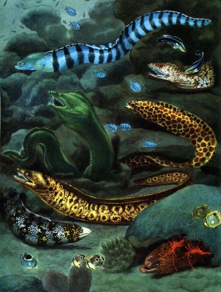  10. : 1 -  Gymnothorax petelli; 2 -  Gymnothorax eurostis   Labroides phthirophagus,    ; 3 -  Lycodontis favagineus; 4	-  Gymnothorax funebris; 5 -   (Muraena helena); 6 -  Echidna nebulosa; 7 -  Gymnothorax mordax  -