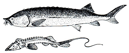 . 52.  (Huso huso) -     (Pseudoscaphirhynchus kaufmanni) - 