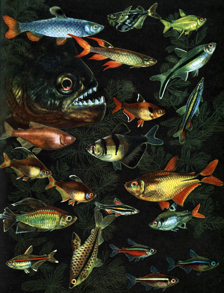  11. : 1 -  (Serrasalmo niger); 2 -   (Copeina guttata); 3 -   (. Arnoldi); 4 -  (Carnegiella strigata); 5 -  (Hyphessobrycon pulchripinnus); 6 -  (Thayeria obliqua); 7 -  (Hyphessobrycon serpae); 8 -  (Anoptichthys jordani); 10 -  (Hyphessobrycon ornatus); 11	-  (Gymnocorymbus ternetzi); 12	-  (Poecilobrycon eques); 13	-  (Hemigrammus caudovittatus); 14	-  (Phenacogrammus interruptus); 15 - ,   (Nannostomus marginatum), 16 -  (Pristella ridlei); 17 -  (Hemigrammus erythrozonus); 18 -  (Chilodus punctatus); 19 -   (Hyphessobrycon cardinalis); 20 -  (H. innesi); 21 -   (Cheirodon herbertaxelrodi)