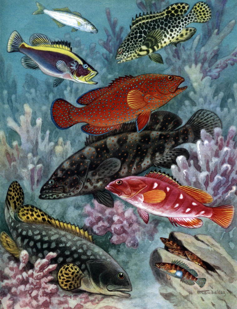  12. , : 1 -  (Pomatomus saltatrix); 2	-   (Aulacocephalus temmincki); 3	-   (Epinephelus merra); 4 -   (Cephalopholis miniatus); 5 - - (Epinephelus tauvina); 6	-   (. Fasciatus); 7 -  (Promicrops lanceolatus); 8 -   (Serranus scriba)