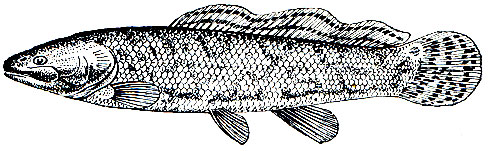 . 54.   (Amia calva)