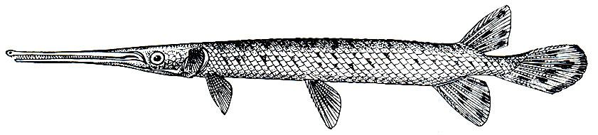 . 55.   (Lepisosteus osseus)