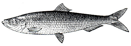. 59.   (Clupea harengus harengus)