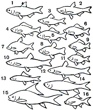  13.  ( ): 1 -  (Hypophthalmichthys molitrix); 2 -  ,   (Aristichthys nobilis); 3 -  (Leuciscus idus); 4 -   (Cyprinus carpio); 5 -   (. Carpio); 6 -   (. Carpio); 7 -   (Parabramis pekinensis); 8 -  (Tinea tinea); 9 -   (Carassius carassius); 10 -   (Ctenopharyngodon idella); 11 -   (Carassius auratus); 12 -   (Mylopharyngodon piceus); 13 -  (Puntius); 14 - poxy (Labeo rohita); 15 -  (Catla catla); 16 -  (Cirrhina cirrhosa)