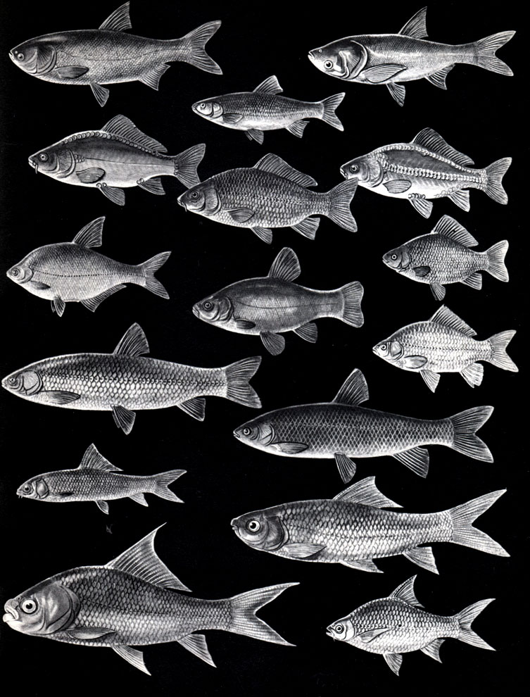 13.  ( ): 1 -  (Hypophthalmichthys molitrix); 2 -  ,   (Aristichthys nobilis); 3 -  (Leuciscus idus); 4 -   (Cyprinus carpio); 5 -   (. Carpio); 6 -   (. Carpio); 7 -   (Parabramis pekinensis); 8 -  (Tinea tinea); 9 -   (Carassius carassius); 10 -   (Ctenopharyngodon idella); 11 -   (Carassius auratus); 12 -   (Mylopharyngodon piceus); 13 -  (Puntius); 14 - poxy (Labeo rohita); 15 -  (Catla catla); 16 -  (Cirrhina cirrhosa)