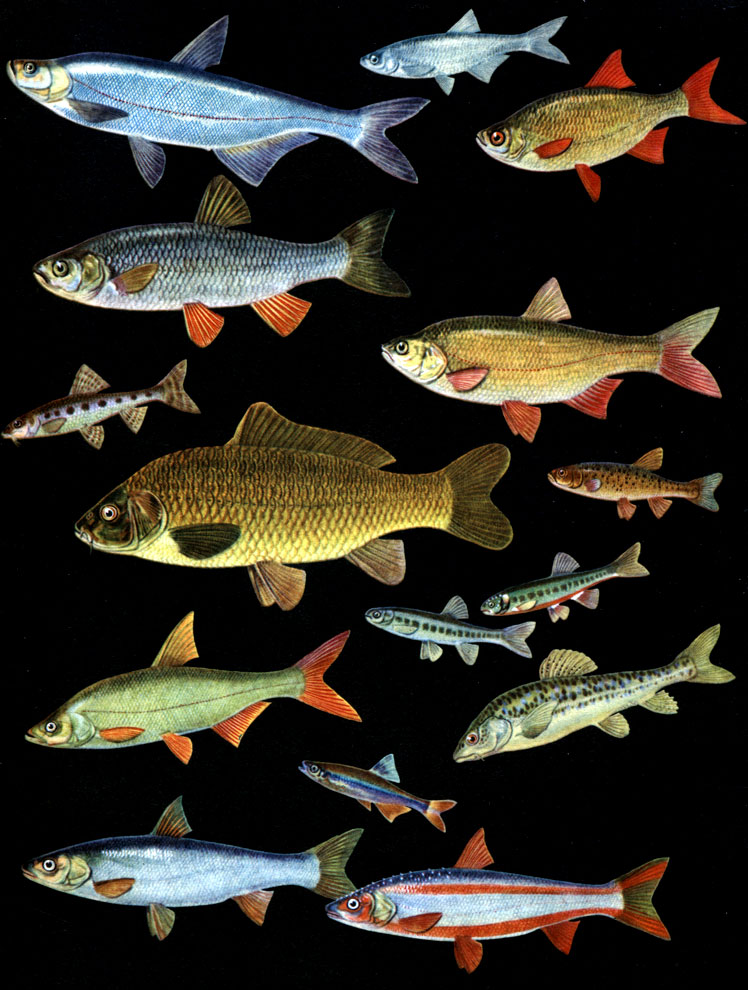  14. : 1 -  (Erythroculter erythropterus); 2 -  (Chalcalburnus chalcoides); 3 -  (Scardinius erythrophthalmus); 4	-   (Mylopharyngodon piceus); 5 -  (Leuciscus idus); 6 -   (Gobio gobio); 7 -  (Cyprinus caspio); 8 -   (Phoxinus percnurus); 9	-   (Phoxinus phoxinus); 10 -     ; 11 -   (Erythroculter mongolicus); 12 -   (Diptychus dybowskii); 13 -  (Alburnus alburnus); 14 -  (Elopichthys bambusa); 15	-   (Leuciscus brandti)   