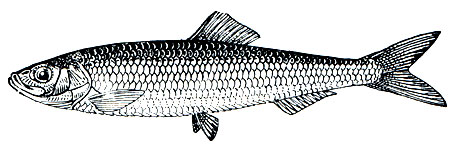 . 61.   (Sprattus sprattus)