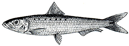 . 63.  ,  - (Sardina pilchardus)