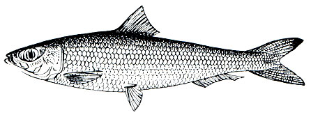 . 64.  ,    (Sardinella aurita)