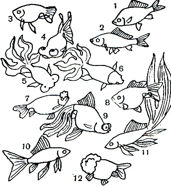  15. :   (Carassius auratus)   : 1 -  ; 2 -  ; 3 -   ; 4 -  ; 5 -  ; 6 -  ; 7 - ; 8 - ; 9 -  ; 10 - ; 11 - ; 12 - 